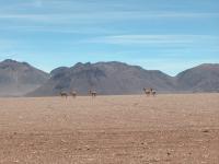 vicunas