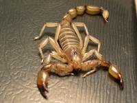 scorpion1